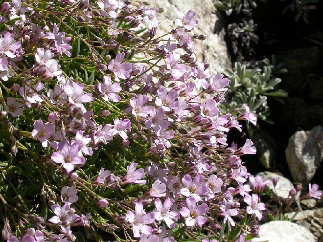 Gypsophila repens 'Rosa Schönheit' Gipskruid