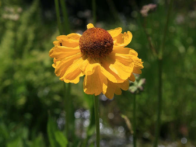 Helenium 'Wyndley' Zonnekruid