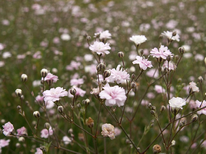 Gypsophila 'Rosenschleier' Gipskruid