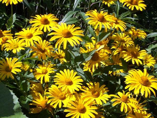 Heliopsis helianthoides 'Summer Sun' Zonneoog