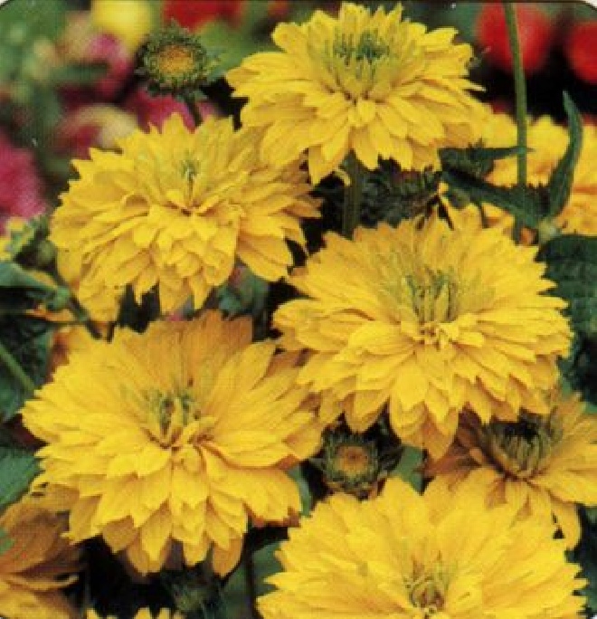 Heliopsis helianthoides 'Goldgefieder' Zonneoog