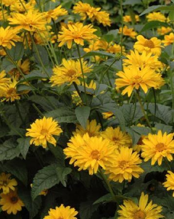 Heliopsis helianthoides var. scabra Zonneoog