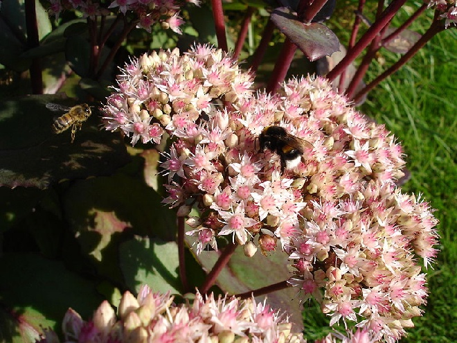 Sedum 'Herbstfreude' (Hylotelephium 'Herbstfreude') Hemelsleutel, Vetkruid