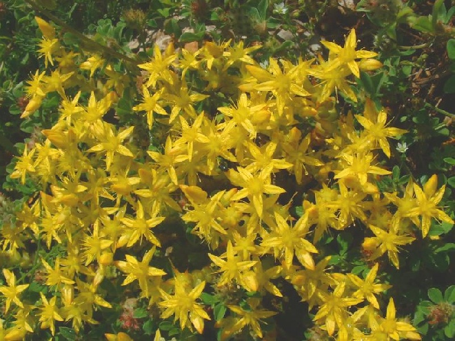 Sedum acre Muurpeper