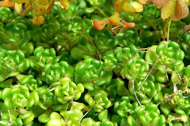 Sedum oreganum Vetkruid
