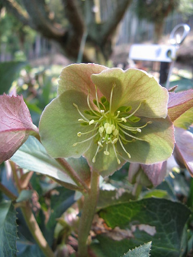 Helleborus sternii nieskruid