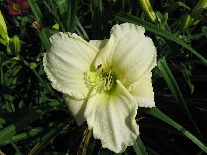 Hemerocallis 'Gentle Shepherd' Daglelie
