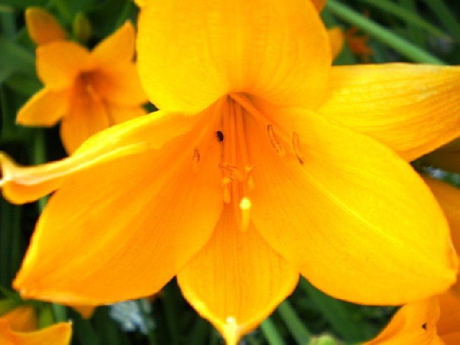 Hemerocallis lilioasphodelus Daglelie