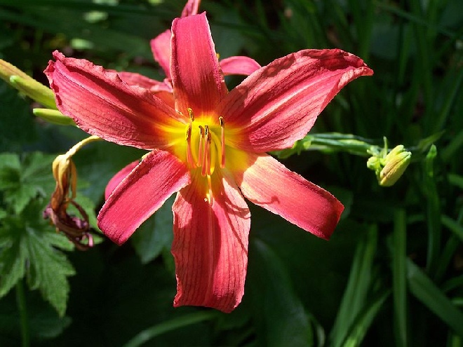 Hemerocallis 'Autumn Red' Daglelie