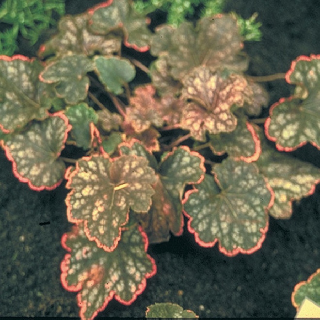 Heuchera 'Beauty Colour' Purperklokje