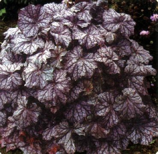 Heuchera 'Pewter Veil' Purperklokje