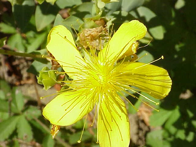 Hypericum olympicum Hertshooi