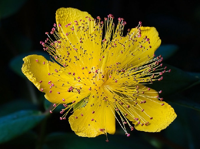 Hypericum calycinum Hertshooi