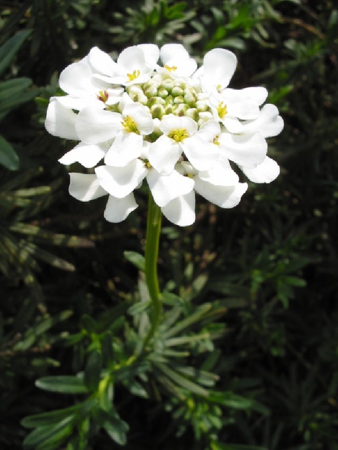 Iberis sempervirens Scheefbloem, Scheefkelk