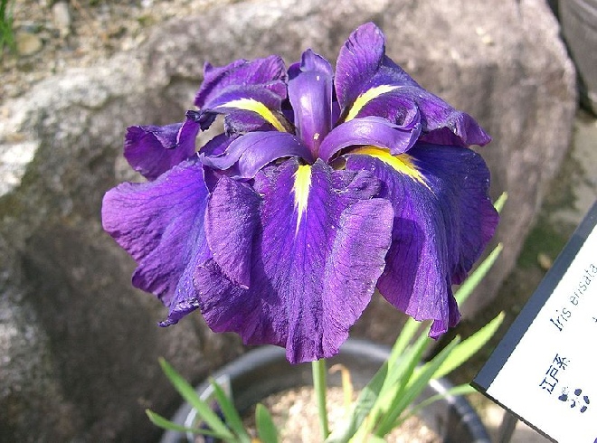 Iris ensata Lis
