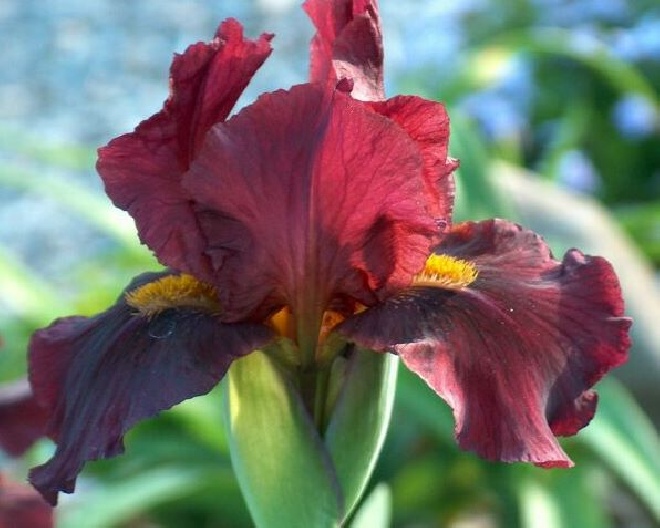 Iris 'Red Orchid'  Baardiris, Zwaardlelie