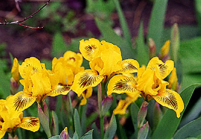 Iris 'Brassie'  Kleine Lis, Zwaardlelie
