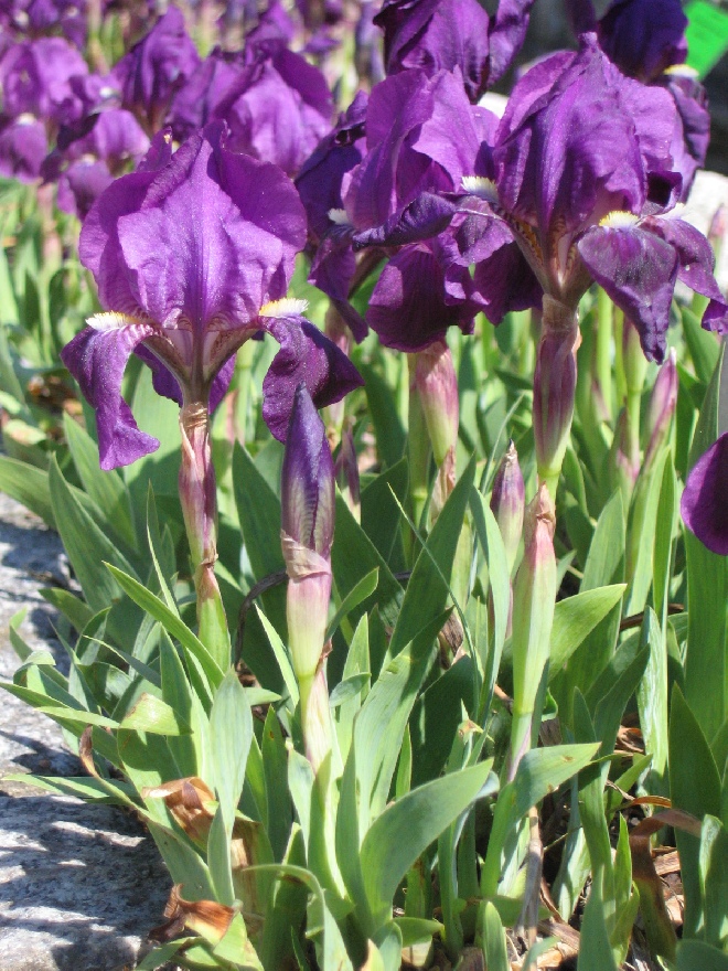 Iris 'Cyanea'  Kleine Lis, Zwaardlelie