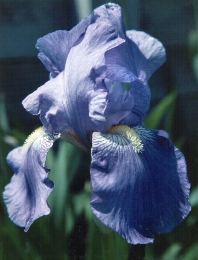 Iris 'Empress of India'  Lis, Zwaardlelie