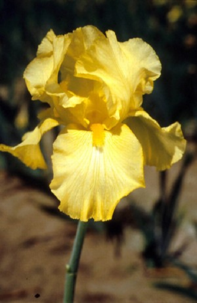Iris 'Sangreal'  Baardiris, Zwaardlelie