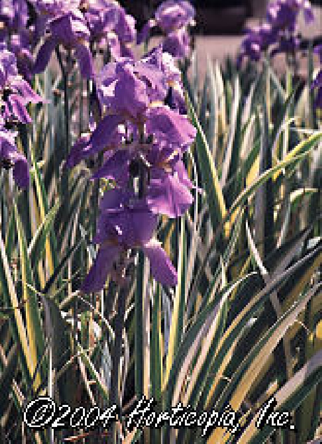 Iris pallida 'Variegata' Lis, Zwaardlelie