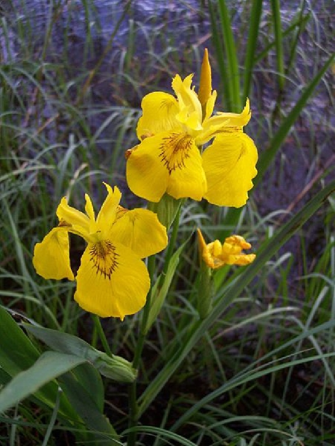 Iris pseudacorus Gele Lis