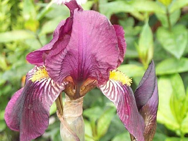 Iris 'Alcazar'  lis