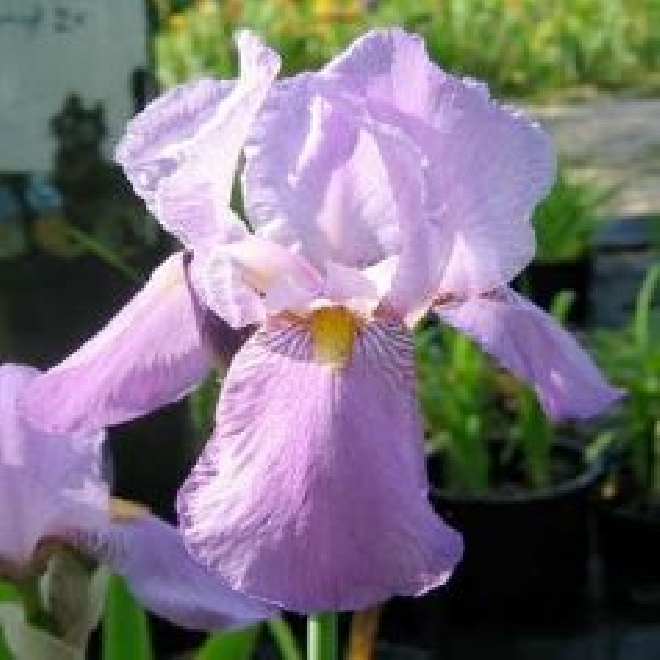 Iris 'Susan Bliss' lis