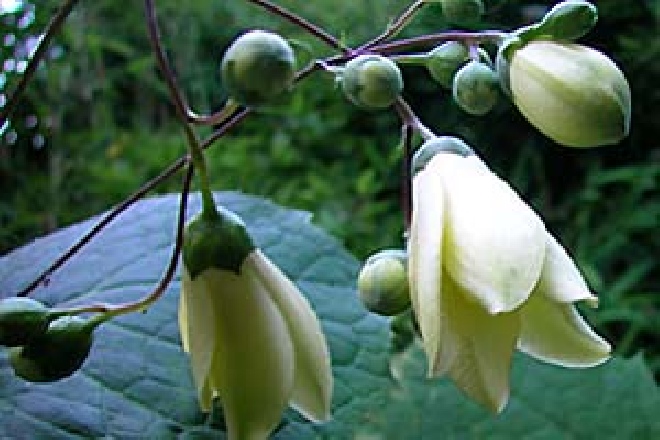 Kirengeshoma koreana Japanse wasbloem