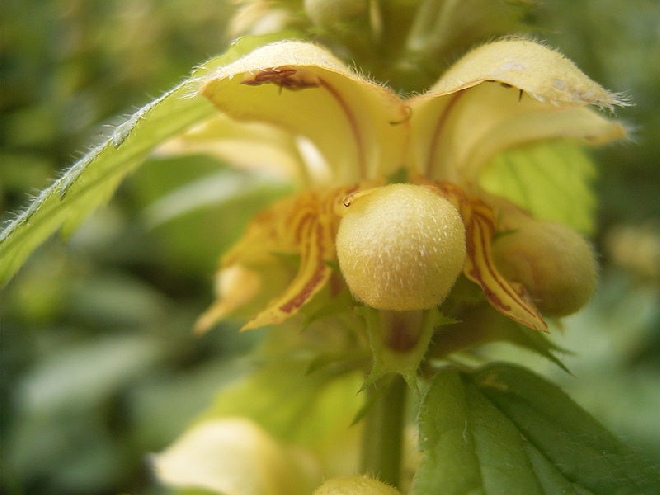 Lamiastrum galeobdolon Dovenetel