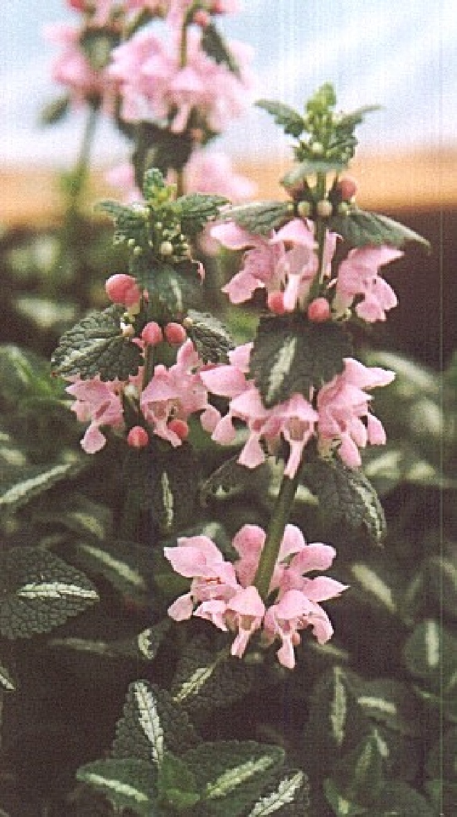 Lamium maculatum 'Shell Pink' Dovenetel
