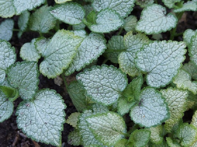 Lamium maculatum 'White Nancy' Gevlekte Dovenetel