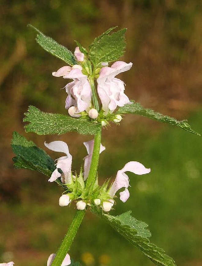 Lamium maculatum 'Album' Gevlekte Dovenetel