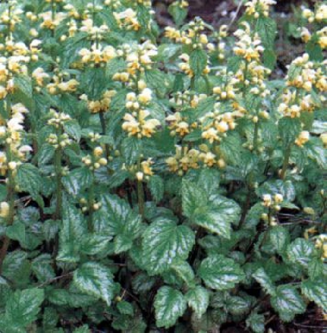 Lamiastrum galeobdolon 'Herman's Pride' Bonte Gele Dovenetel