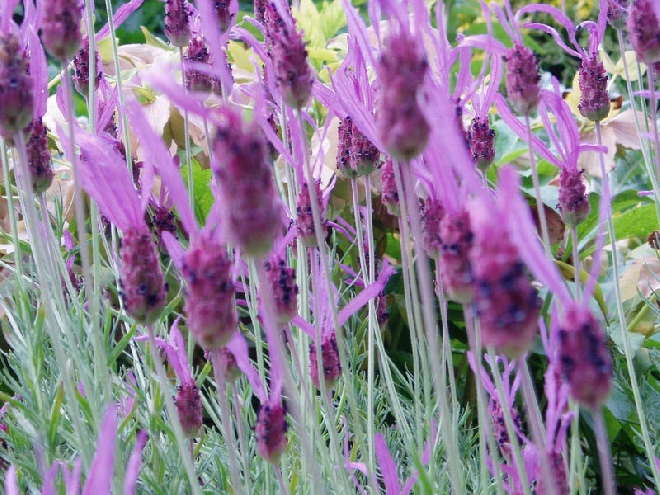 Lavandula 'Helmsdale' Lavendel