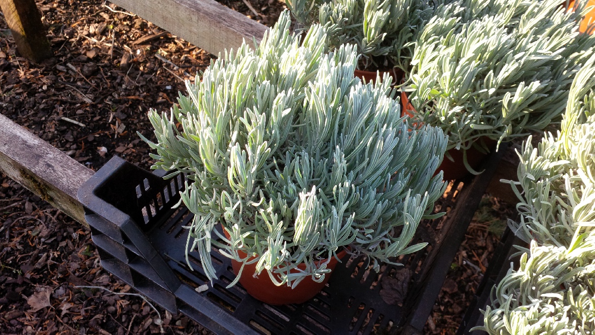 Lavandula angustifolia (syn. L. officinalis) Lavendel