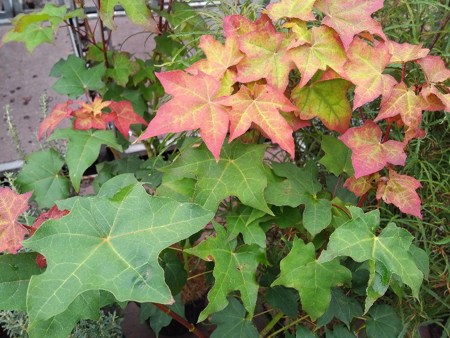 Acer cappadocicum 'Aureum' Colchische Esdoorn