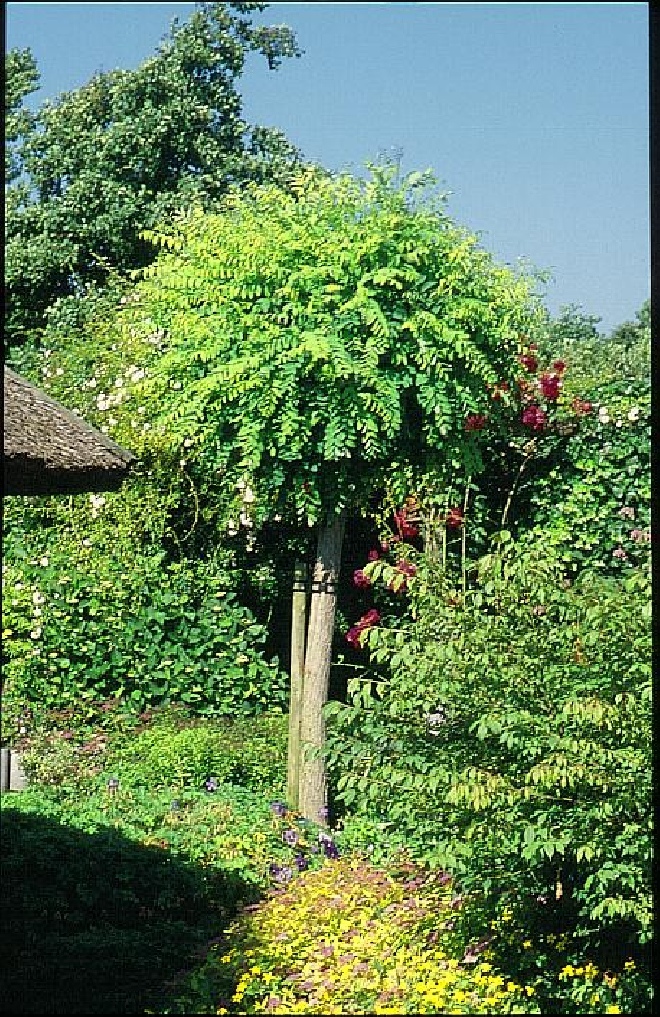 Robinia pseudoacacia 'Umbraculifera' Bolacacia, Kogelacacia