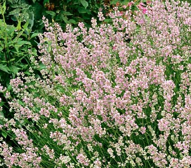 Lavandula angustifolia 'Rosea' Lavendel
