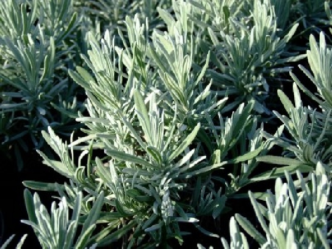 Lavandula intermedia 'Dutch' Lavendel