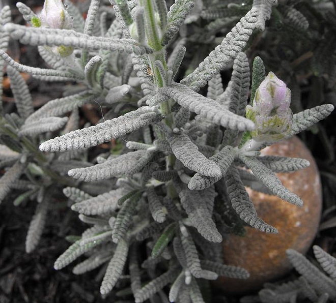 Lavandula dentata 'Royal Crown' Lavendel