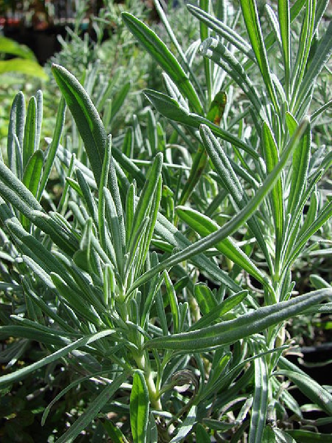 Lavandula intermedia 'Grappenhall' Lavendel