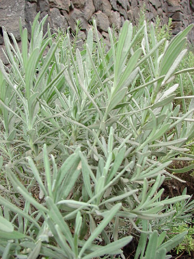 Lavandula chaytorae 'Richard Gray' Lavendel