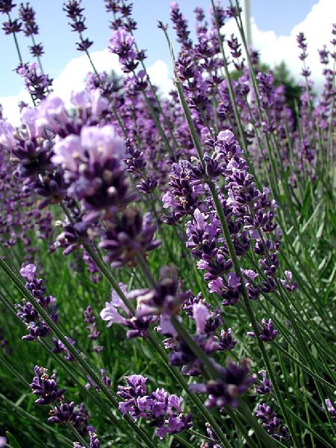 Lavandula intermedia 'Grosso' Lavendel