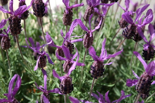 Lavandula pedunculata 'Papillon' Lavendel