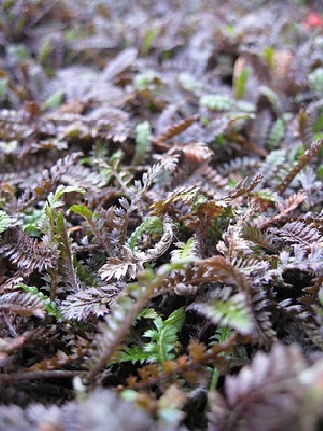 Leptinella squalida 'Platt's Black' Goudknopje