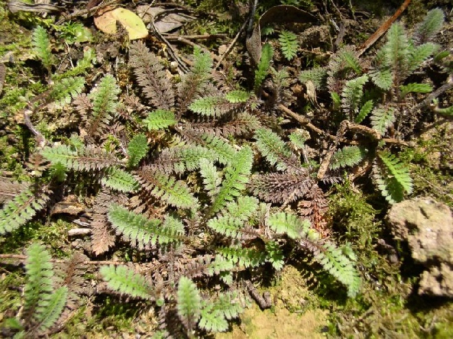 Leptinella potentillina (syn. Cotula potentillina) Koperknoopje