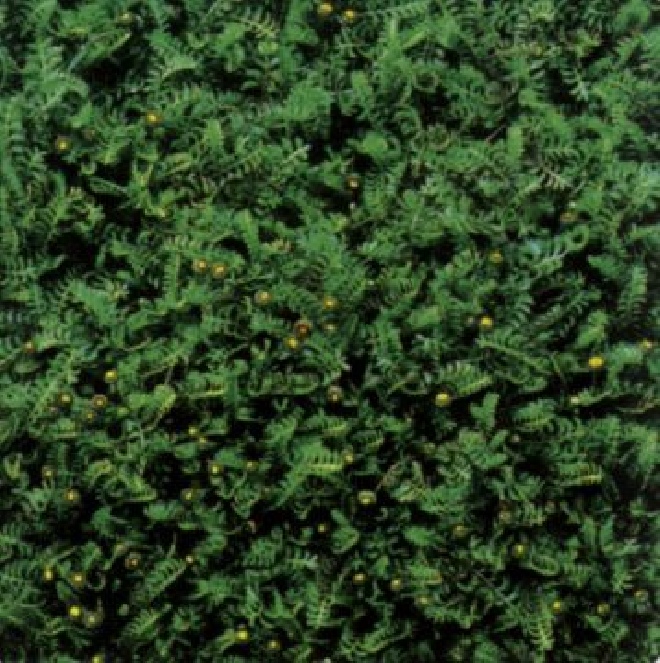 Leptinella squalida (syn. Cotula squalida) Koperknoopje