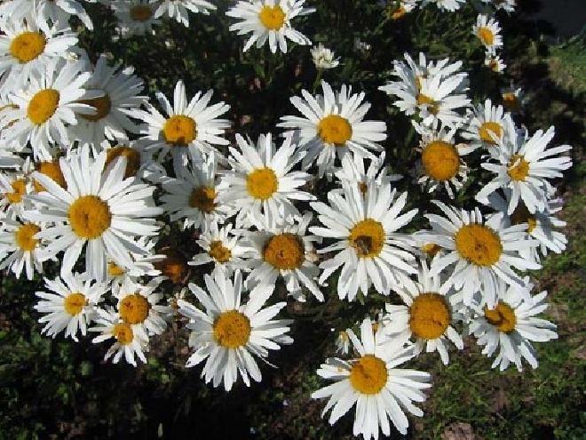 Leucanthemum 'Silberprinzesschen' (syn. Chrysanthemum (maximum-hybriden) Margriet