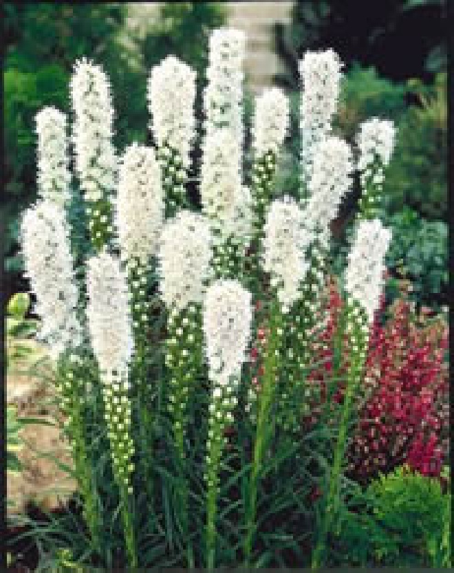 Liatris spicata 'Alba' Lampepoetser